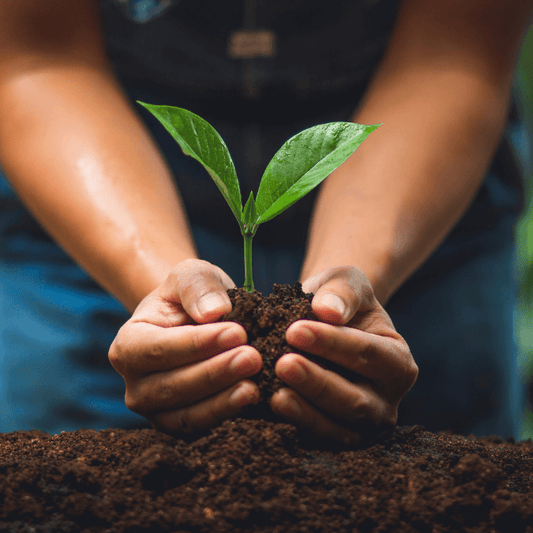 1 Tree Planted